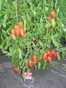 Descrierea sortimentului de tomate coreeană cu fructe lungi, recenzii, fotografie