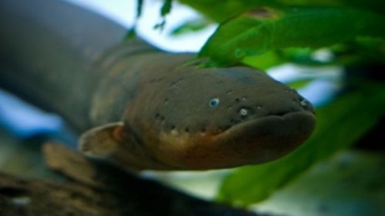 Top 10 félelmetes lények Amazonas folyó