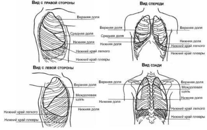 Топография Lung описание на метода на научните изследвания при деца и възрастни