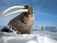 Tururi arctice, prețuri pentru 2017-2018, hoteluri din Arctica cu rechemări, fotografii și videoclipuri