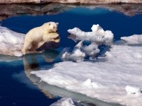 Tururi arctice, prețuri pentru 2017-2018, hoteluri din Arctica cu rechemări, fotografii și videoclipuri