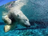 Tururi arctice, prețuri pentru 2017-2018, hoteluri din Arctica cu rechemări, fotografii și videoclipuri