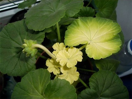 Geranium are frunze albe