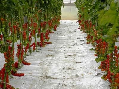 Urala recolta soi de tomate