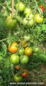 Urala recolta soi de tomate