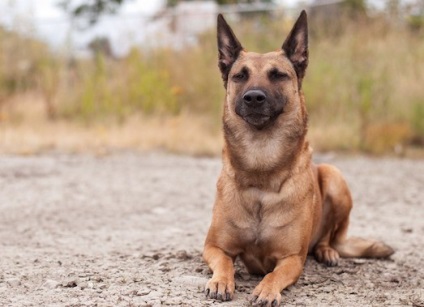 Îngrijire și hrană pentru ciobanul belgian Malinois