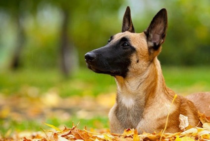 Îngrijire și hrană pentru ciobanul belgian Malinois