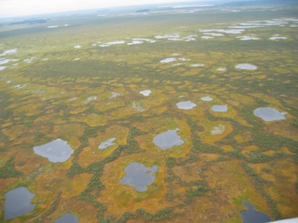 Vasyugan bogs cum să ajungi acolo, monumente naturale, locuitori, rute