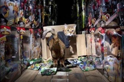 În Marea Britanie, un depozit de jucării este păzit de o pisică