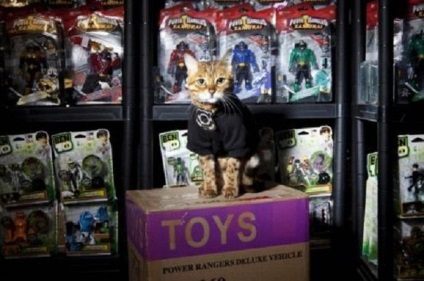 În Marea Britanie, un depozit de jucării este păzit de o pisică