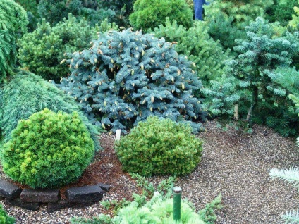 Plantele verzi verde-iubitoare de umbra pentru o grădină pe un gard viu, conifere perene
