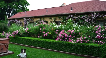 Plantele verzi verde-iubitoare de umbra pentru o grădină pe un gard viu, conifere perene