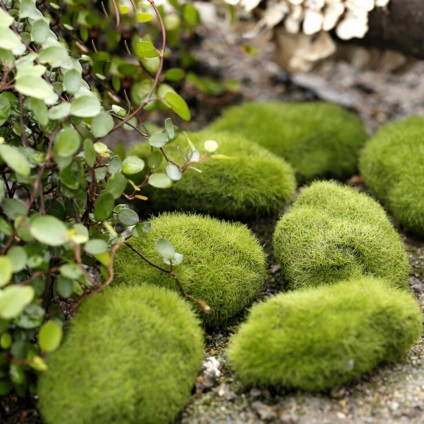 Plantele verzi verde-iubitoare de umbra pentru o grădină pe un gard viu, conifere perene