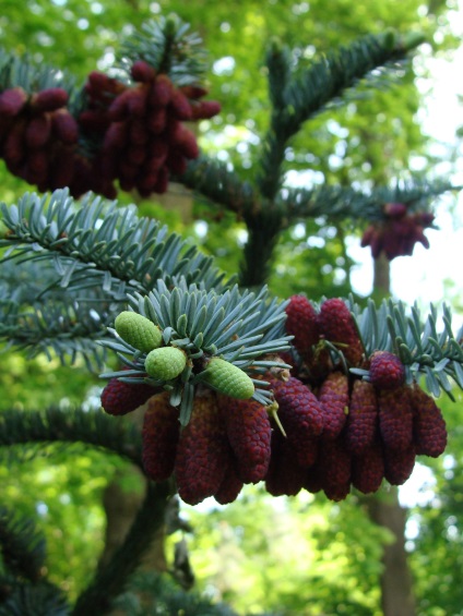 Plantele verzi verde-iubitoare de umbra pentru o grădină pe un gard viu, conifere perene