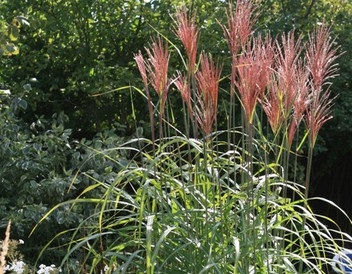Horticultural Newsletter - Miscanthus plantarea chineză, îngrijire și utilizare în designul grădinii