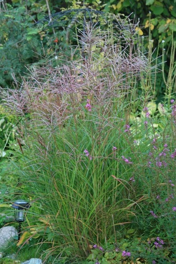 Horticultural Newsletter - Miscanthus plantarea chineză, îngrijire și utilizare în designul grădinii