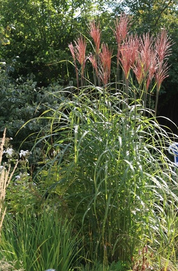 Horticultural Newsletter - Miscanthus plantarea chineză, îngrijire și utilizare în designul grădinii