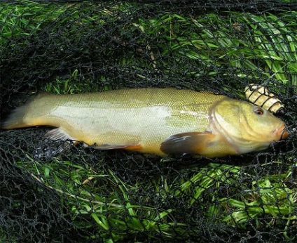 Alegerea și pregătirea locului pentru capturarea unui tench mare, pescarul pescarului vede din afară