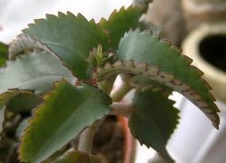 Tipuri de Kalanchoe