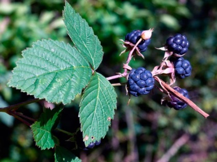 Cresterea murelor in sera pe tot parcursul anului de plantare si ingrijire, soiuri, boli, foto - eetplitsa