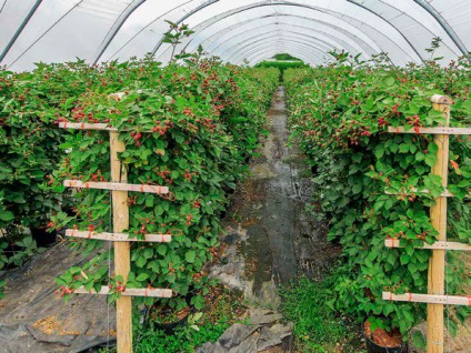 Cresterea murelor in sera pe tot parcursul anului de plantare si ingrijire, soiuri, boli, foto - eetplitsa