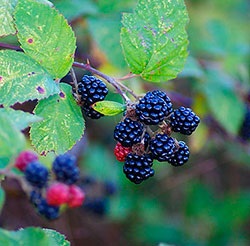 Cresterea murelor in sera pe tot parcursul anului de plantare si ingrijire, soiuri, boli, foto - eetplitsa