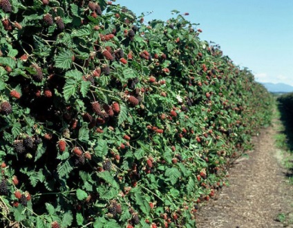 Cresterea murelor in sera pe tot parcursul anului de plantare si ingrijire, soiuri, boli, foto - eetplitsa