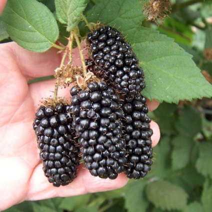 Cresterea murelor in sera pe tot parcursul anului de plantare si ingrijire, soiuri, boli, foto - eetplitsa