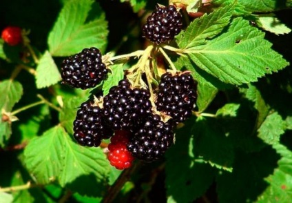 Cresterea murelor in sera pe tot parcursul anului de plantare si ingrijire, soiuri, boli, foto - eetplitsa