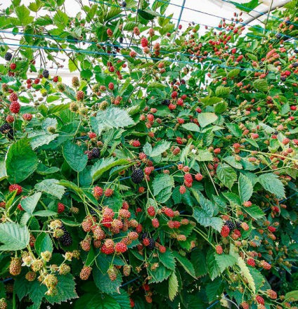 Cresterea murelor in sera pe tot parcursul anului de plantare si ingrijire, soiuri, boli, foto - eetplitsa