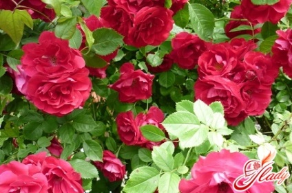 Cultivarea trandafirilor în casă pe care trebuie să le cunoașteți floristul