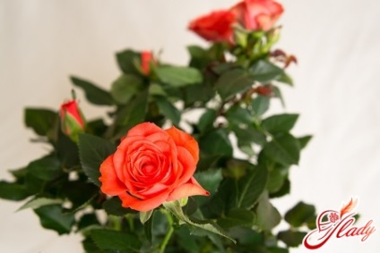 Cultivarea trandafirilor în casă pe care trebuie să le cunoașteți floristul