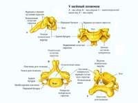 Totul despre coloanei vertebrale într-o manieră simplificată și concisă