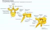 Totul despre coloanei vertebrale într-o manieră simplificată și concisă