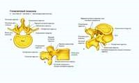 Totul despre coloanei vertebrale într-o manieră simplificată și concisă