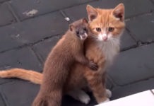 Intalnirea unei pisici si a unei chinchilla
