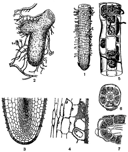 Relațiile dintre plante și microorganisme 1969 germanskogo n