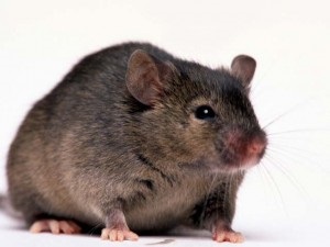 Hantavirus - sindrom pulmonar rar