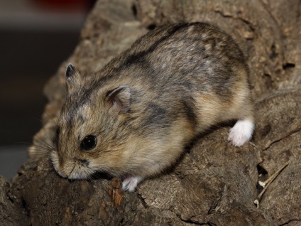 Hamster Campbell - fotó, leírás, ellátás és a várható élettartam