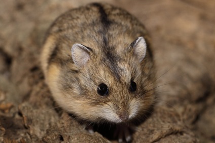 Hamster Campbell - fotografie, descriere, îngrijire și speranța de viață