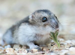 Hamster Campbell originile, standard, îngrijire, video, recenzii