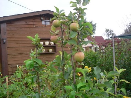 Arborii de arbori se usucă