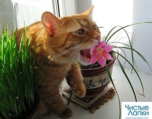 Plante de plante otrăvitoare pentru pisici
