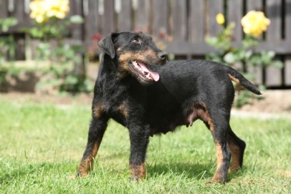 Descriere Yagter terrier a rasei, fotografie de specii netede și cu păr, descrierea câinelui, a lui