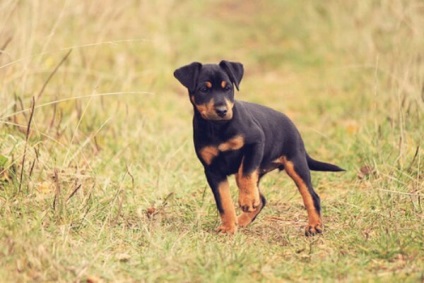 Descriere Yagter terrier a rasei, fotografie de specii netede și cu păr, descrierea câinelui, a lui