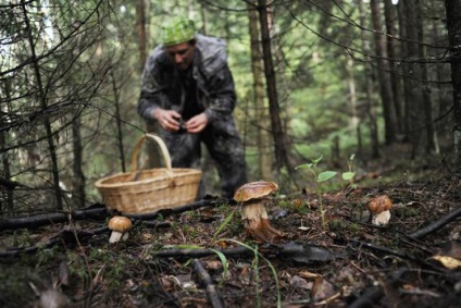 Pierdut în pădure ce să facă, ce să nu faci și unde să sunați - știri din Petersburg - public