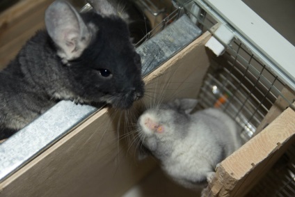 Boli ale chinchillas