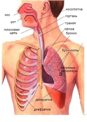 De ce trebuie să respirați în mod corespunzător