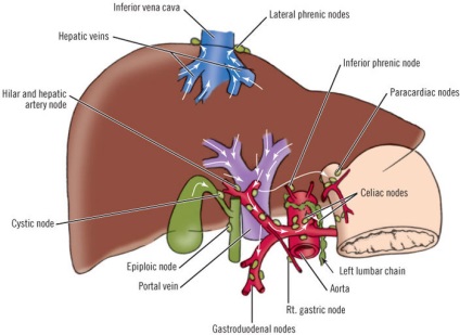 Grasime hepatică hepatică, cauze