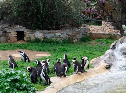 Gradina zoologica din Atena, ghidul tau